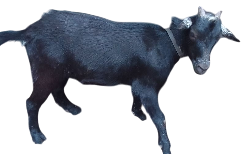 Goat