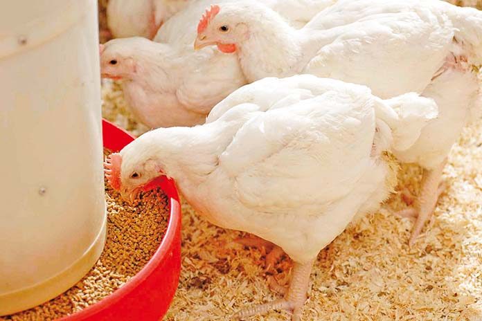 Poultry Feeding