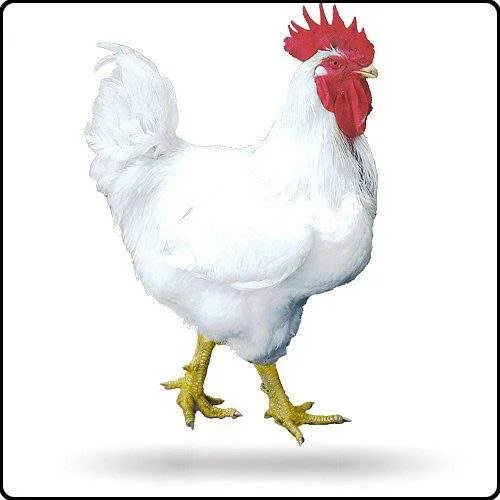 Broiler